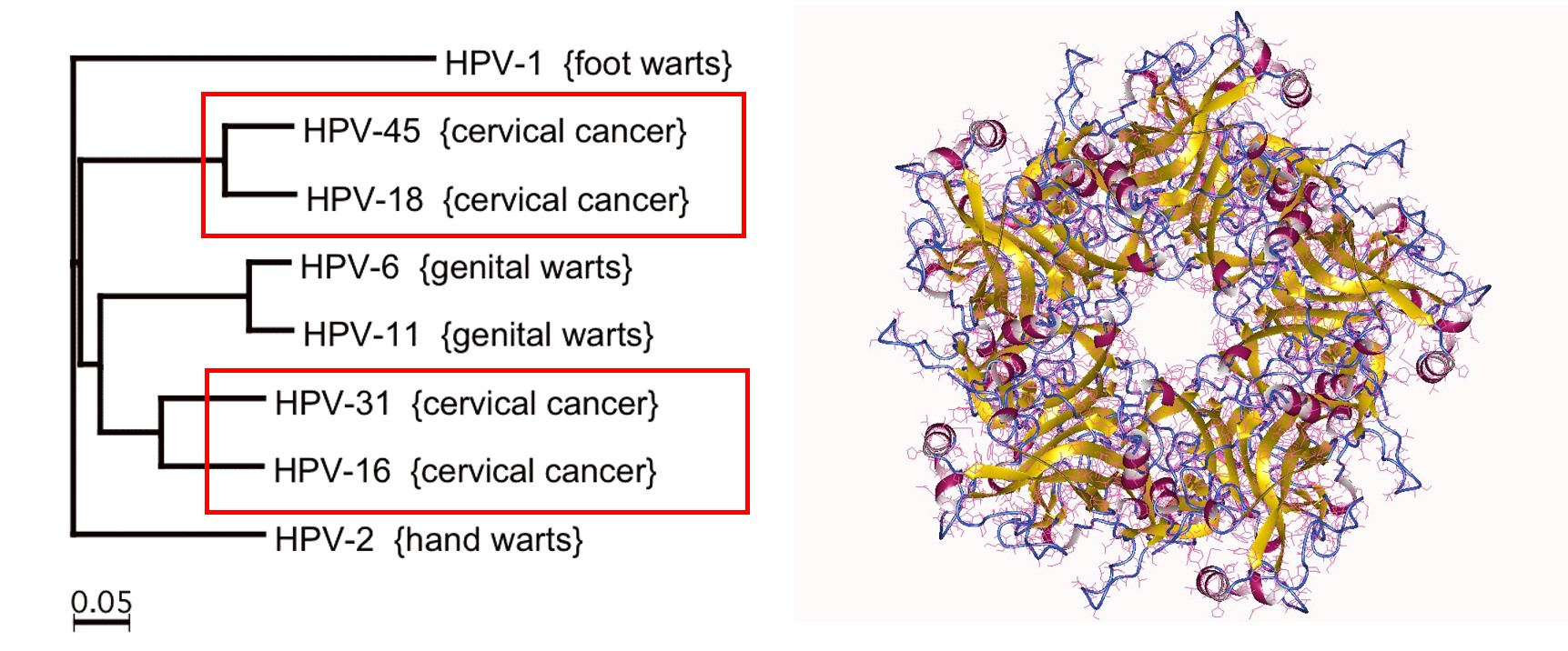 HPV 바이러스 구조와 종류 (출처: 위키피디아)