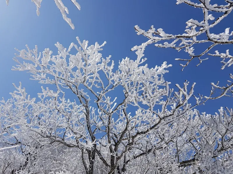 울산 가지산 서리꽃 상고대