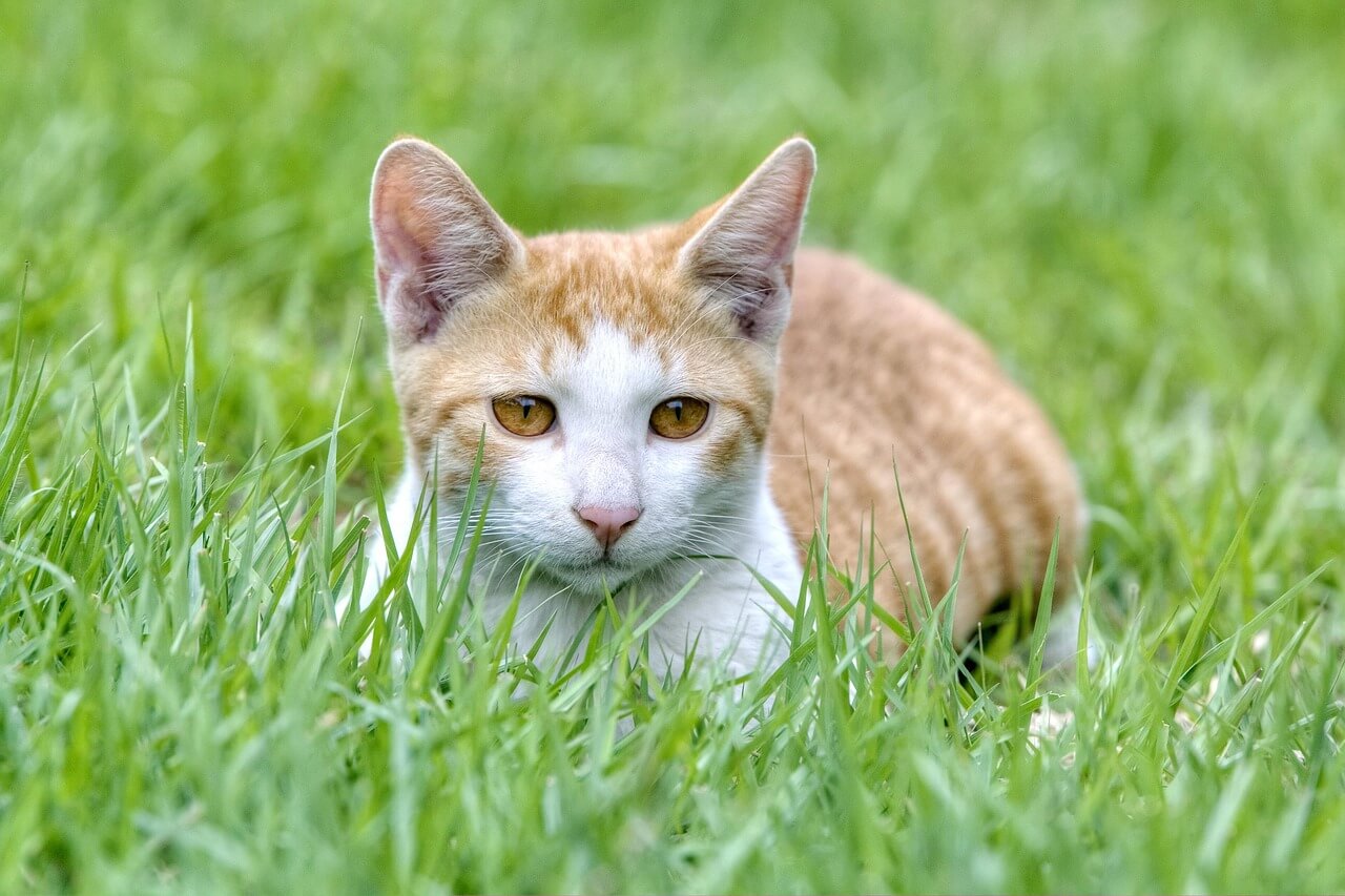 TNR 중성화 수술&amp;#44; 왜 꼭 필요할까? 길냥이 복지의 시작