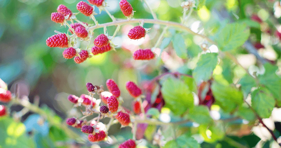 산딸기 사진 - 10