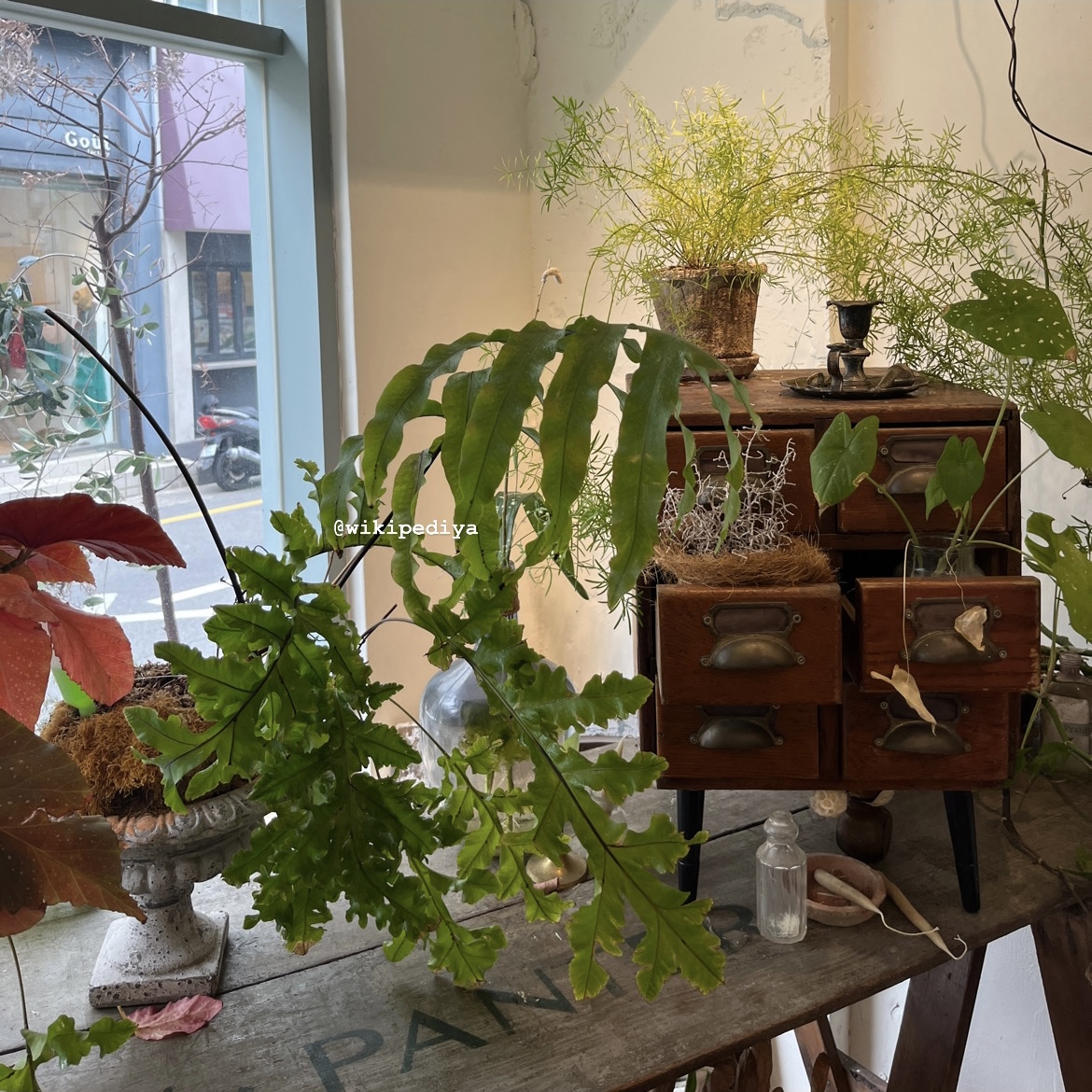 프라한