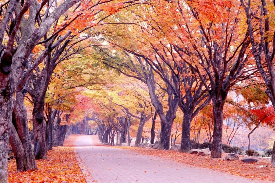 내장산 가을 단풍명소 교통·이용 정보