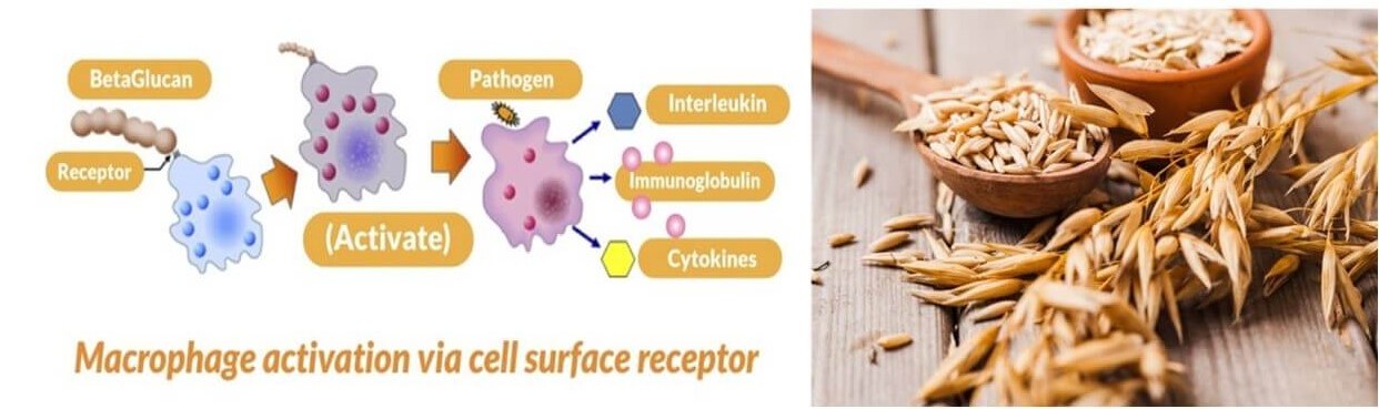 면역력 강화에 좋은 귀리