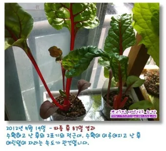 적근대 재배 씨 뿌림 솎음 수확 색 유지_4