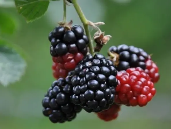 오디의 효능 효과