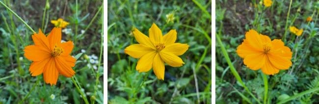 코스모스-황화코스모스-개화시기-꽃말-재배시기-씨앗-모종-심는시기-파종시기