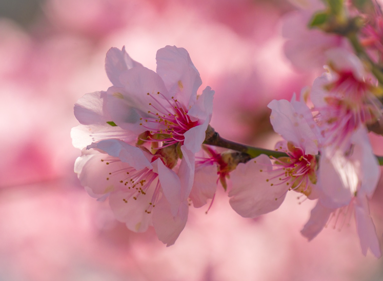 아름다운 봄꽃 사진