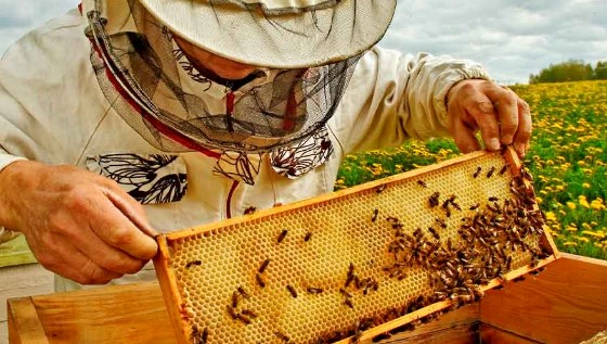 프로폴리스 복용법 복용시간