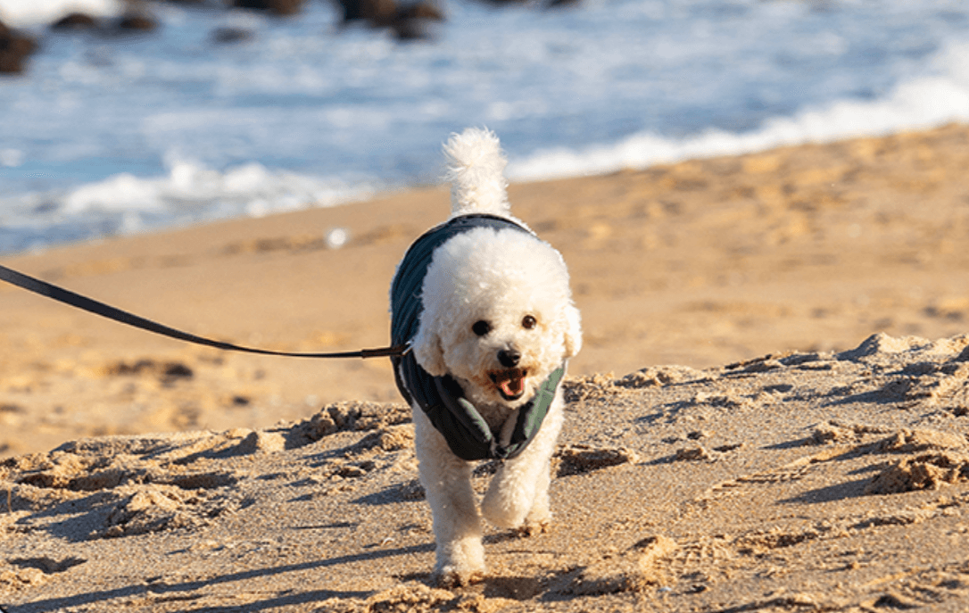 강원도 겨울 반려동물 애견 동반 여행지 추천