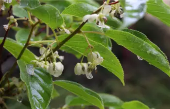 키위 가격 및 효능&amp;#44; 영양성분과 주의점