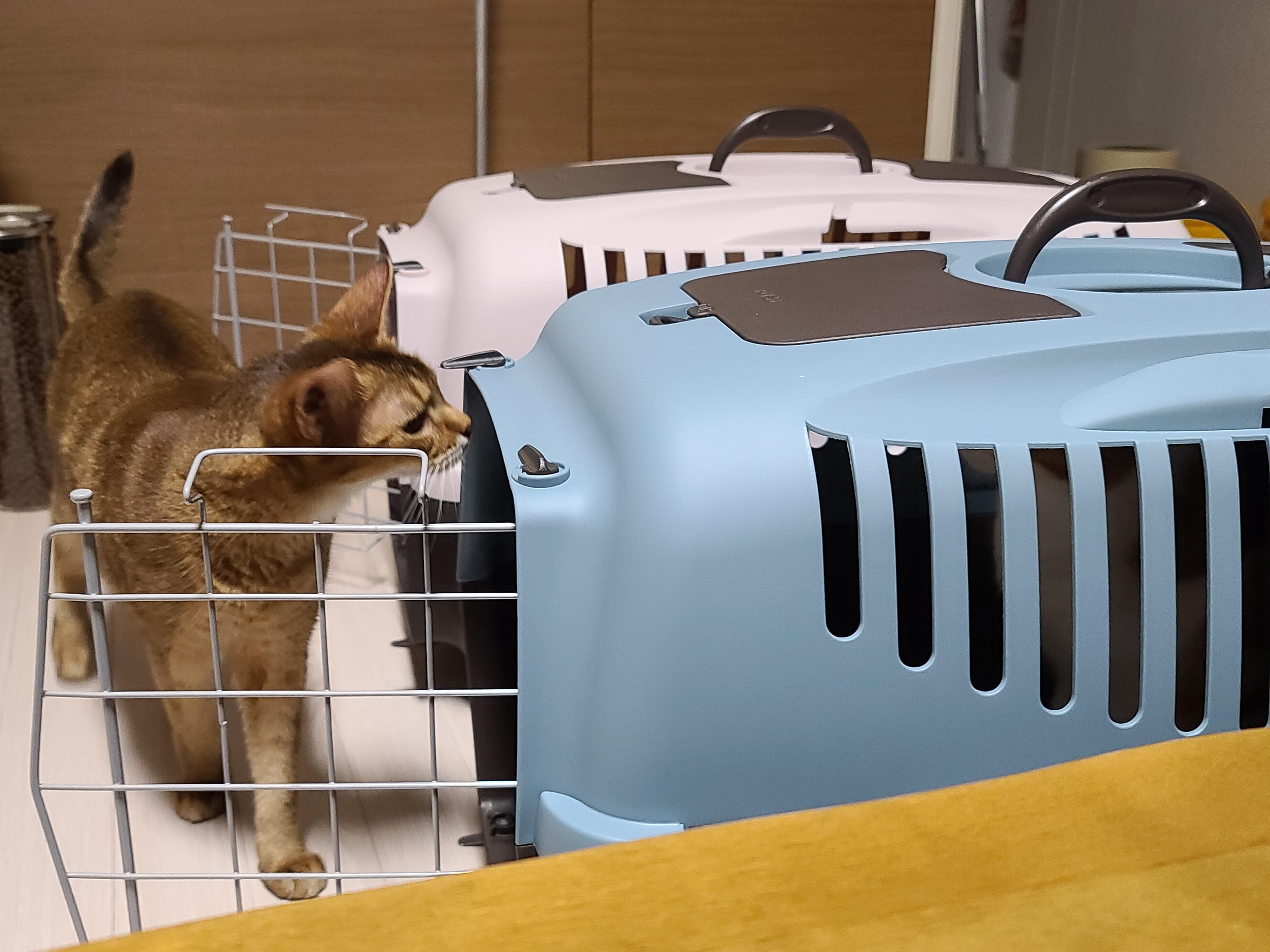 새 이동장이 왔다. 고양이들 총출동!