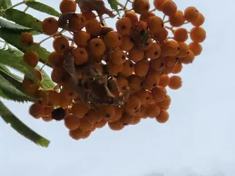 마가목 열매 효능 먹는 법 부작용 포함 10가지 정리_19