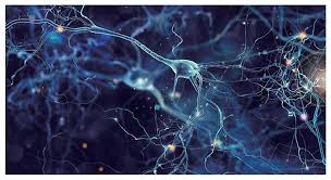 시냅스 -학습회로