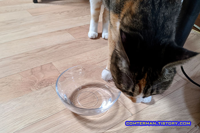 브리타 정수기물 고양이 식수