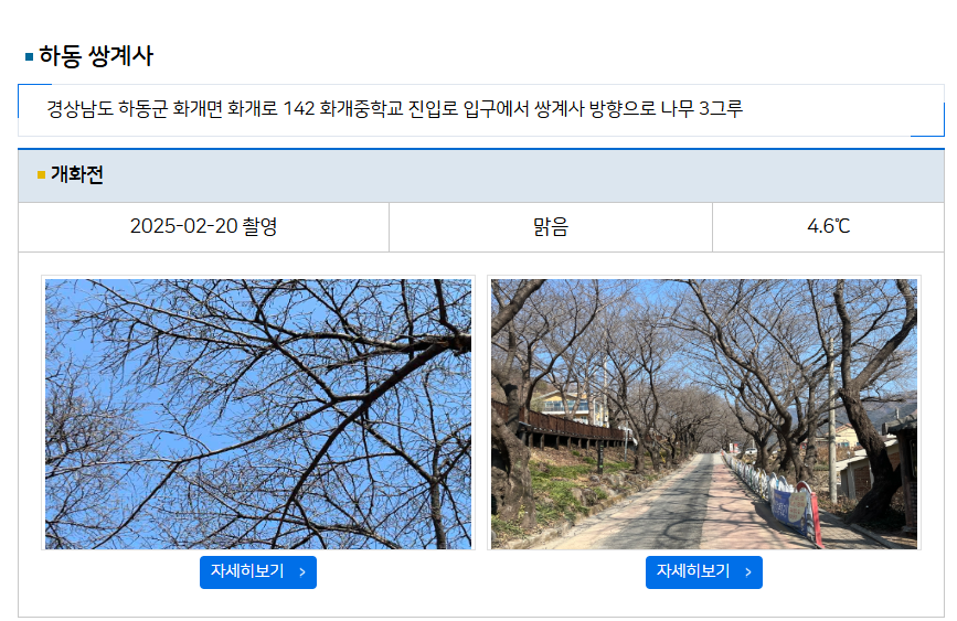 2025년 벚꽃 개화 시기, 기상청과 웨더아이에서 쉽게 확인하는 방법 🌸