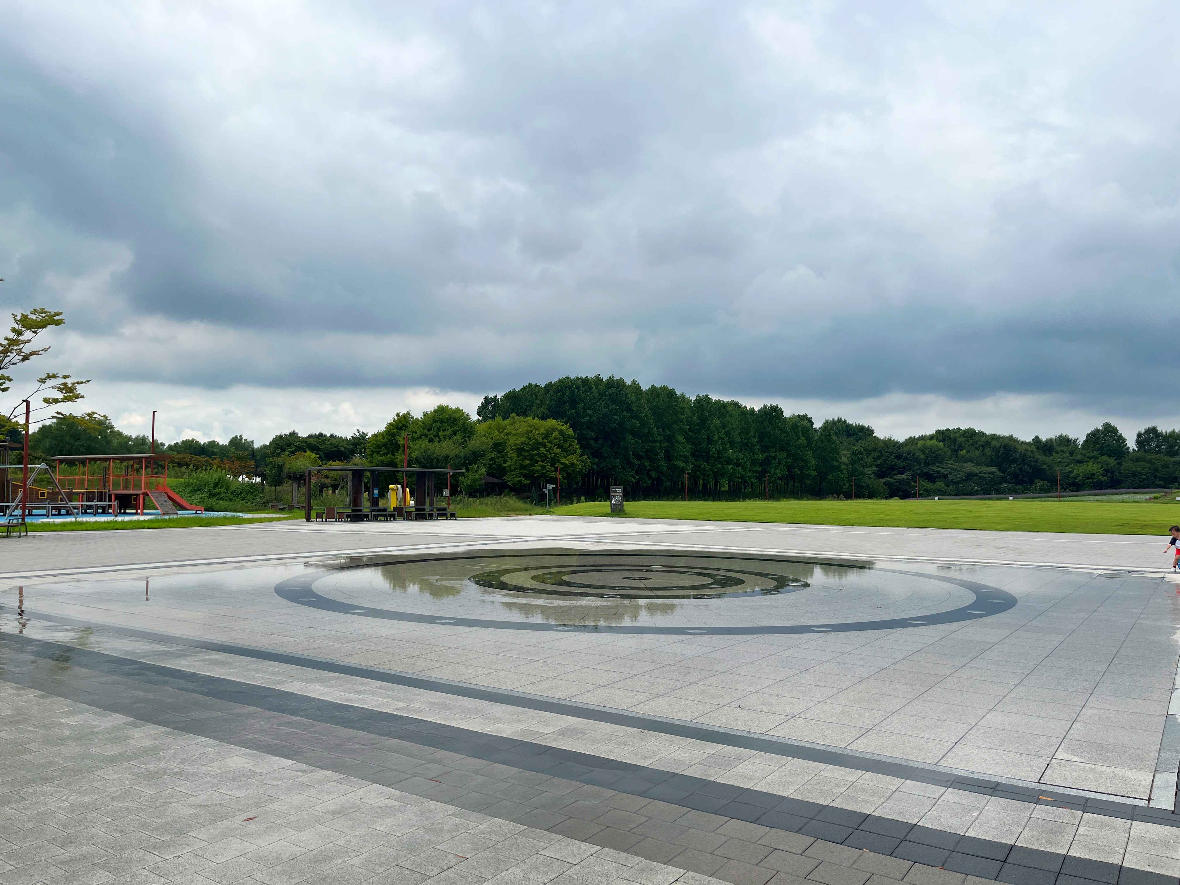 인천 드림파크 야생화단지 버베나