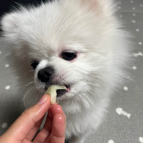 양배추_먹는_강아지