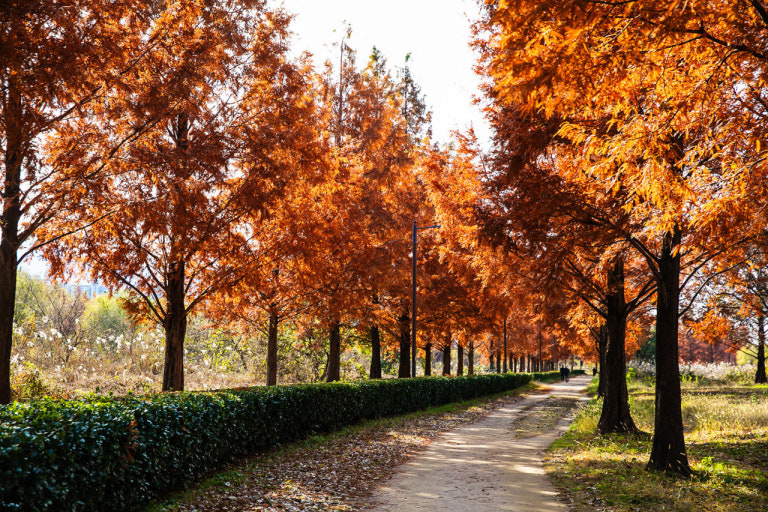 부산 단풍 명소 TOP5 ❘ 가을 산책, 데이트, 가족여행 코스 완벽 정리 관련 사진
