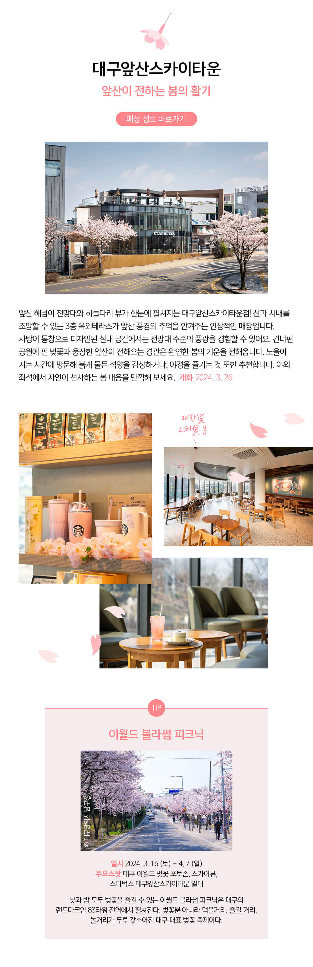 스타벅스 벚꽃뷰 매장 대구