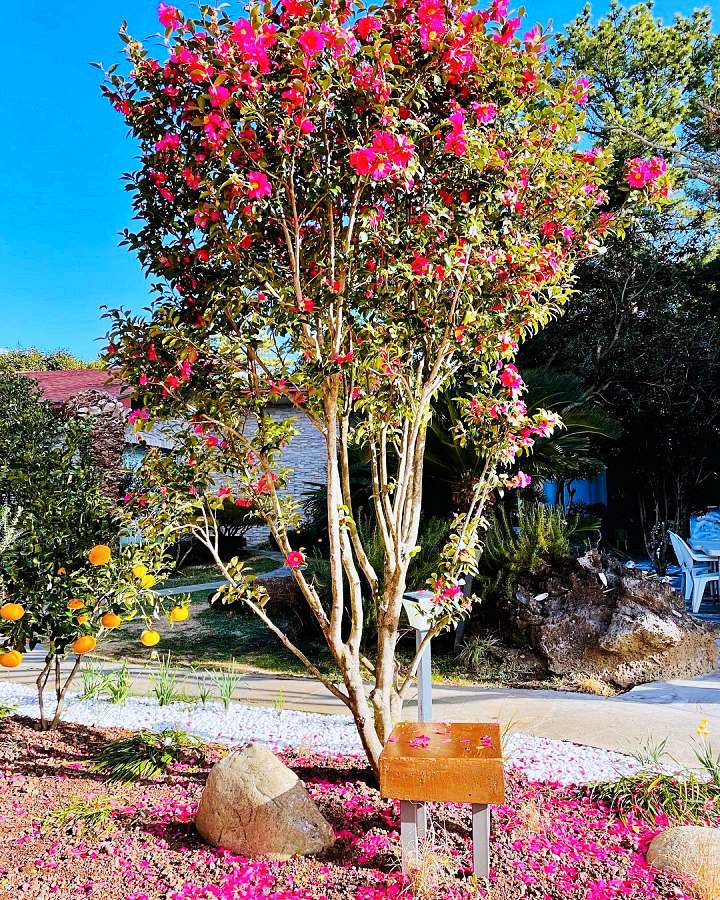 생방송오늘저녁 제주 인생샷 핫스팟 크림 쇼콜라 커피 디저트 3,500평 동백 가드닝 베이커리 카페 맛집 추천