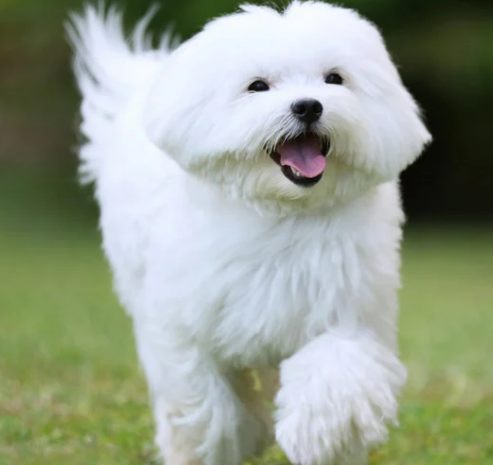 오래 사는 강아지 품종 TOP 7과 장수 비결