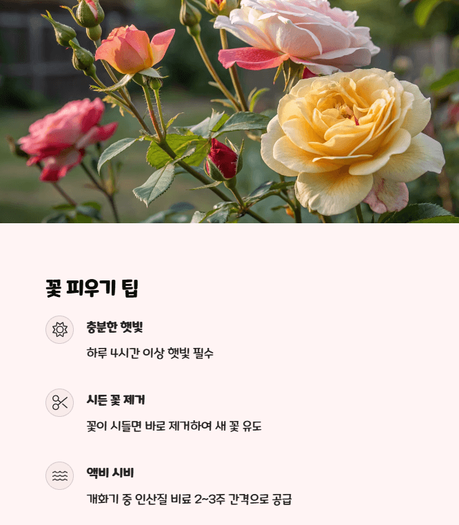 미니장미