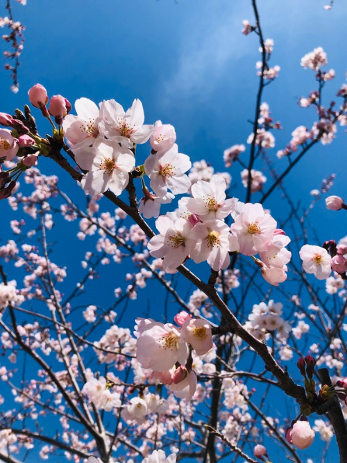 서울 벚꽃 명소