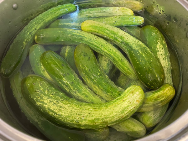 오이지 담그기 - 소금물 끓여붓기 완료