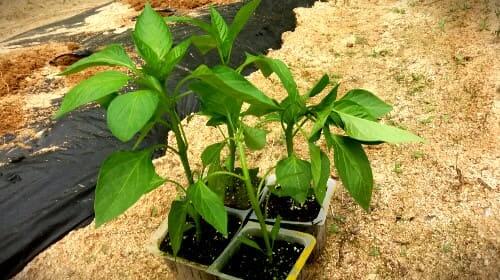 파프리카-노지재배-키우기-모종-심는시기-정식시기-수확시기