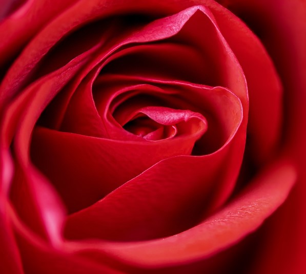 2025년 고양국제꽃박람회 일정 + 입장권 사전예매 방법 총정리