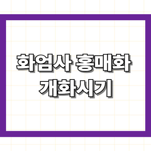 화엄사 홍매화 개화시기