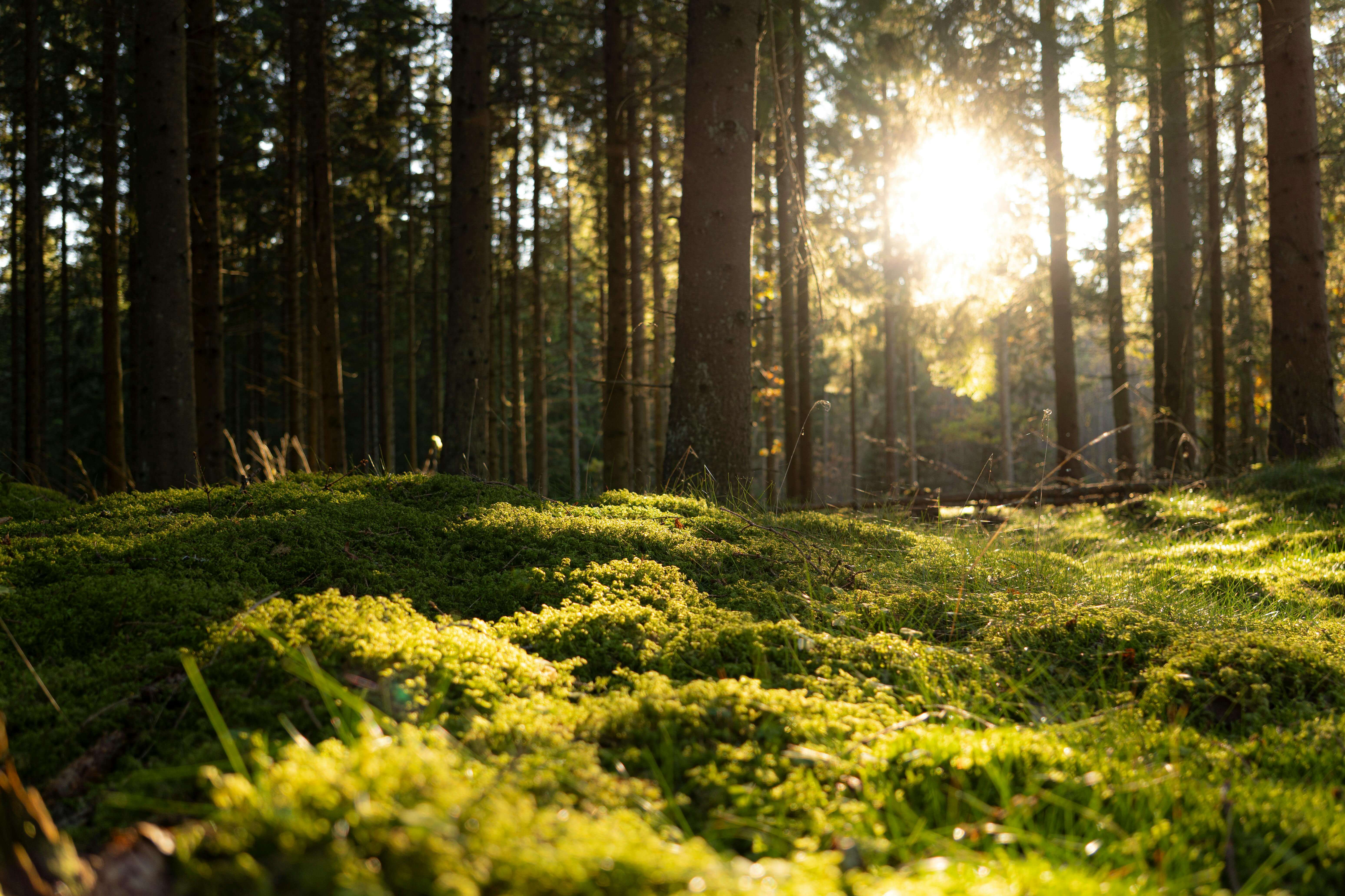 국립검봉산자연휴양림