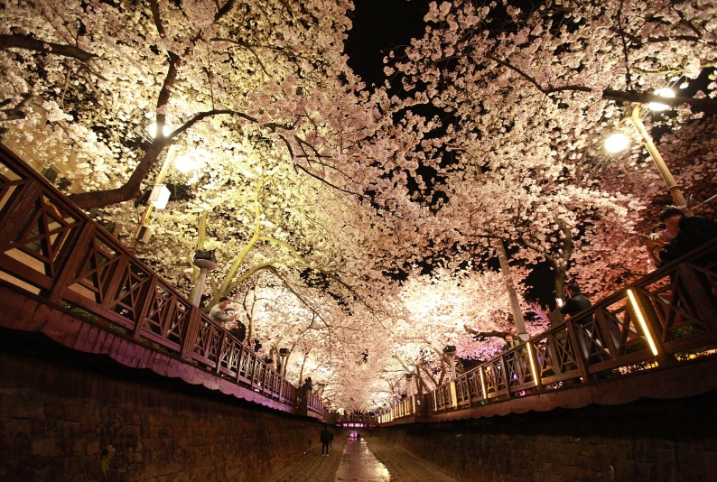 벚꽃 야경 투어