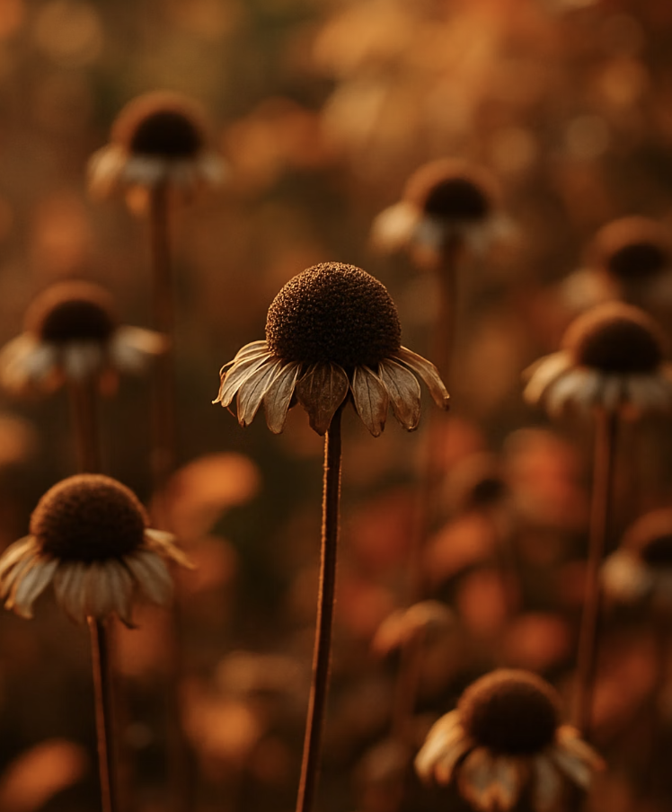 씨앗을 받고 싶을 때는 잠시 멈춤!