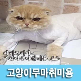 "고양이
