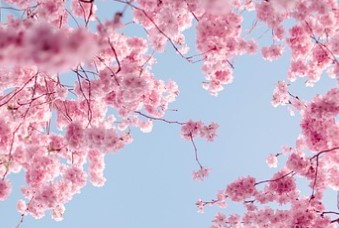 석촌호수 벚꽃 주차장