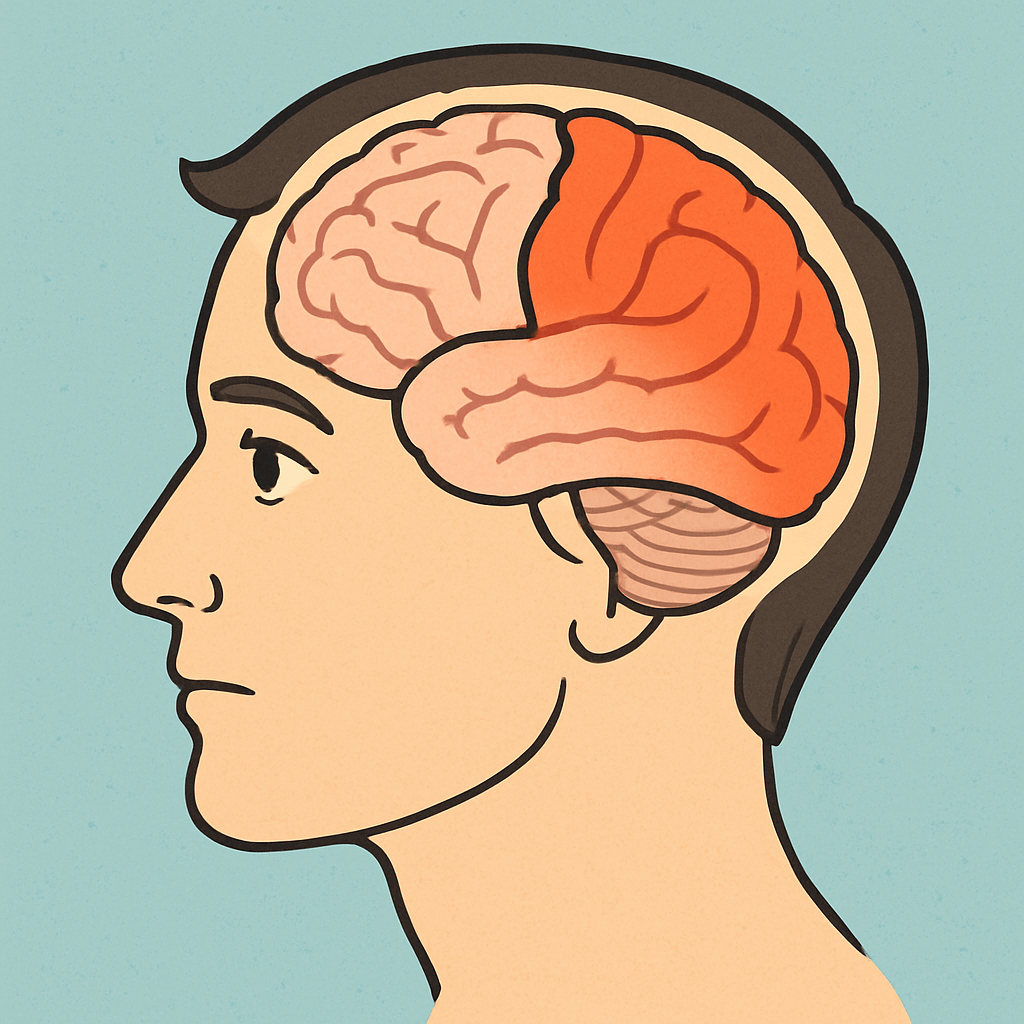 두뇌 이미지속 전두엽