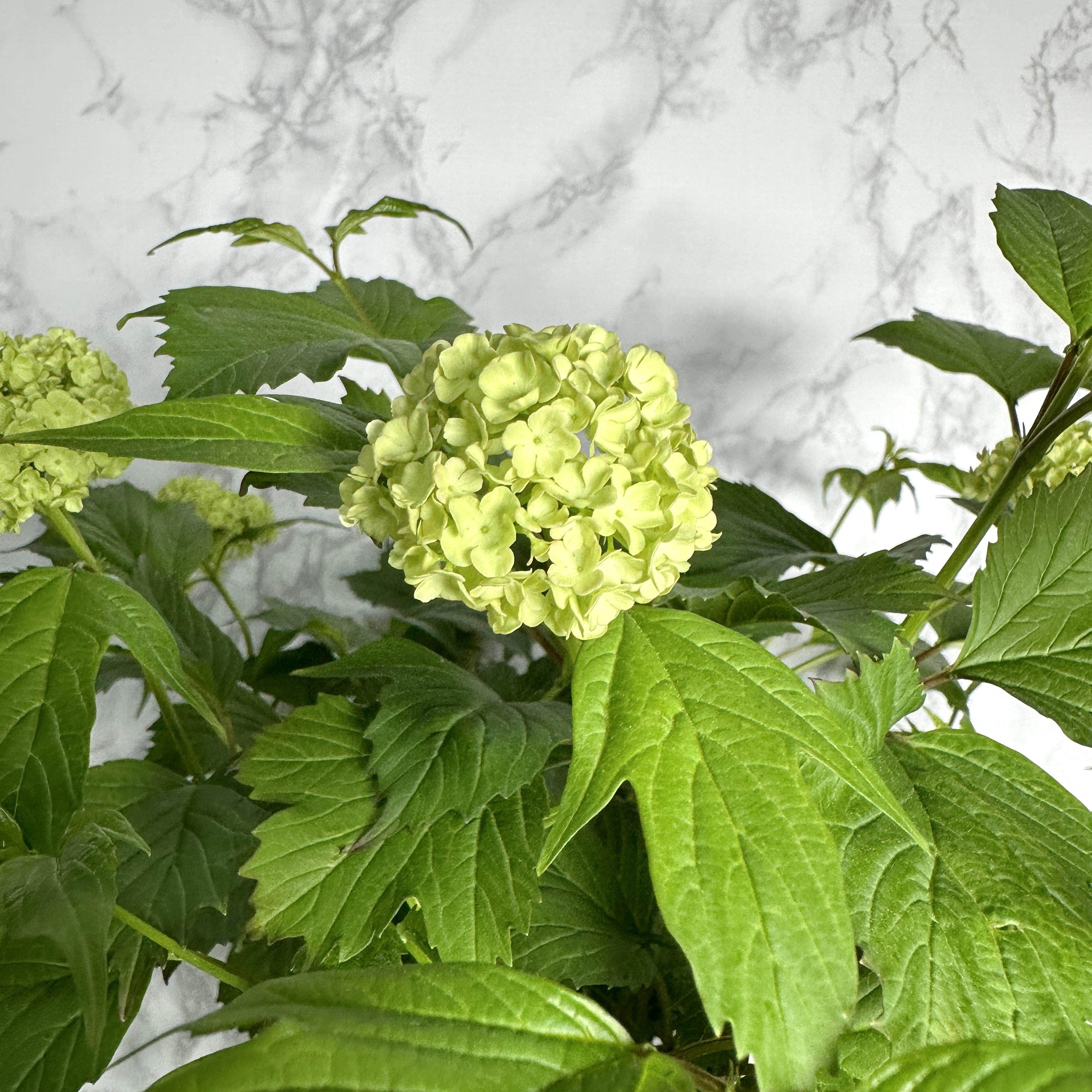 불두화 키우기 수국 꽃 목수국 