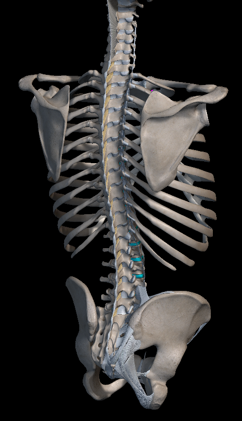 꼬리뼈 통증 원인 치료