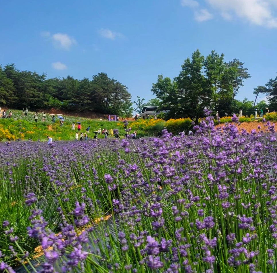 고창 청농원 라벤더 축제