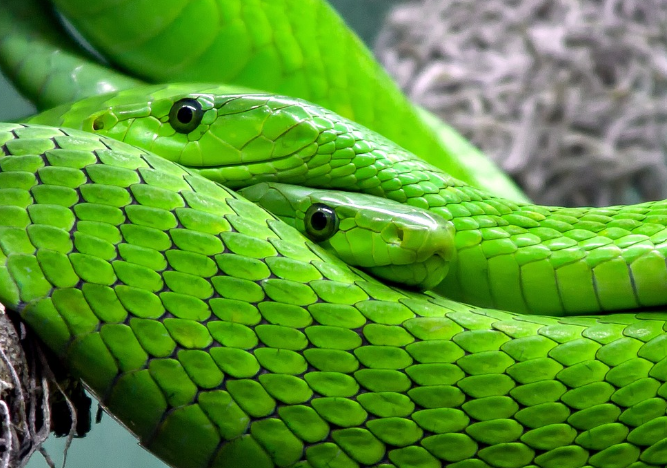 2023년 뱀띠운세