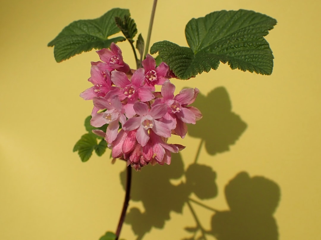 Flowering