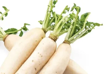 무우 효능 부작용 섭취 방법_15