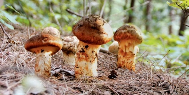 양양 송이버섯축제 추천 여행 코스