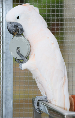 앵무새를 사육하는 이미지