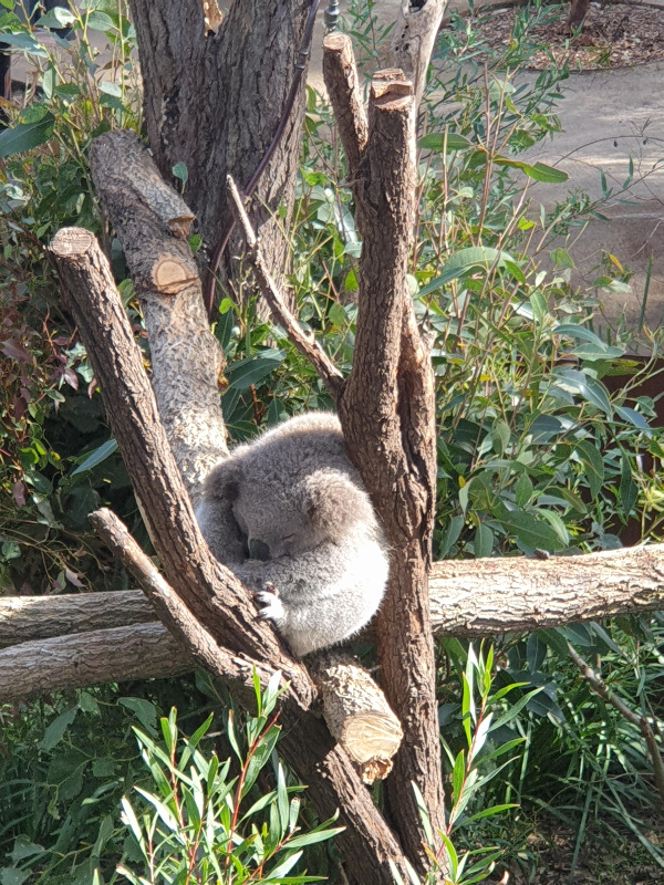 시드니 타롱가 주(Taronga Zoo) 데이트_버드쇼_전망_코알라