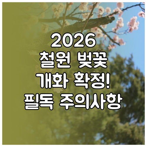 2026년 철원 벚꽃 개화 시기 및 ..