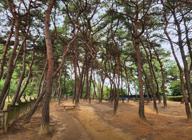 오봉산맨발등산길1