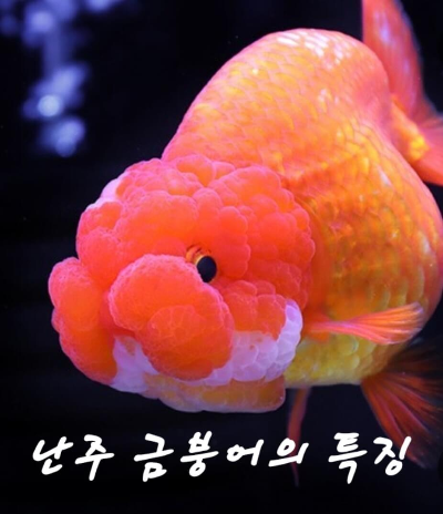난주 금붕어 특징
