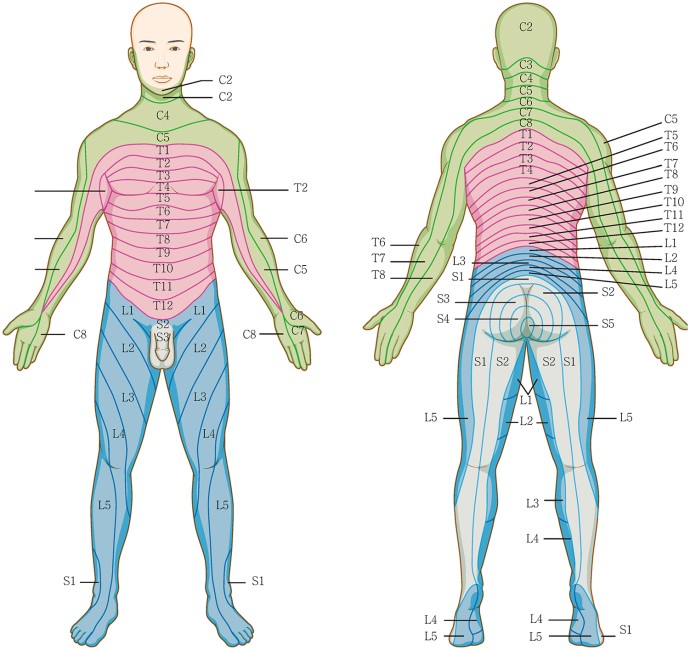 피부분절&#44; 이우주의학사전 참조
